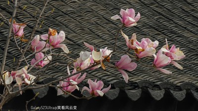 Galaxy23Ultra  最后的玉兰（二）