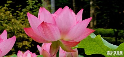 【多巴胺的夏天】+ 夏日荷塘