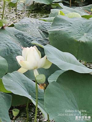 夏雨荷
