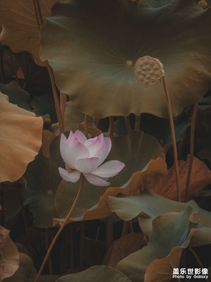 荷花