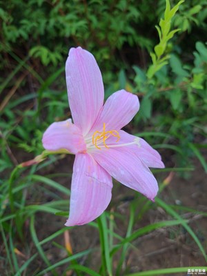 【多巴胺的夏天】韭莲