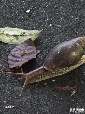 蜗牛
