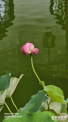 并蒂莲