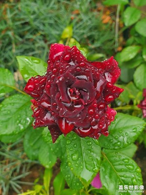 雨后的花儿