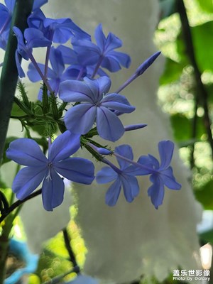 【七月风光】七彩各异