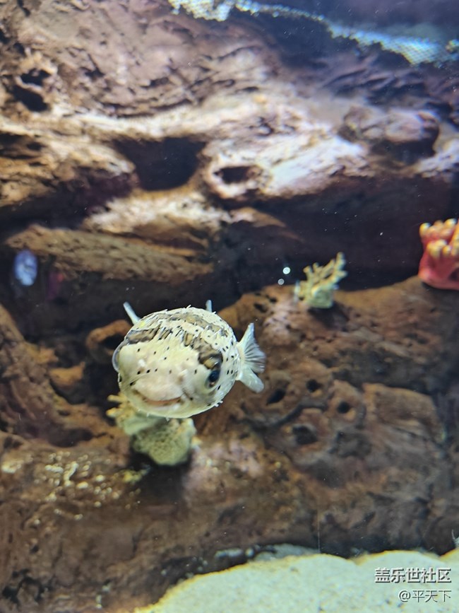 【当三星遇到海洋馆】探索水下世界