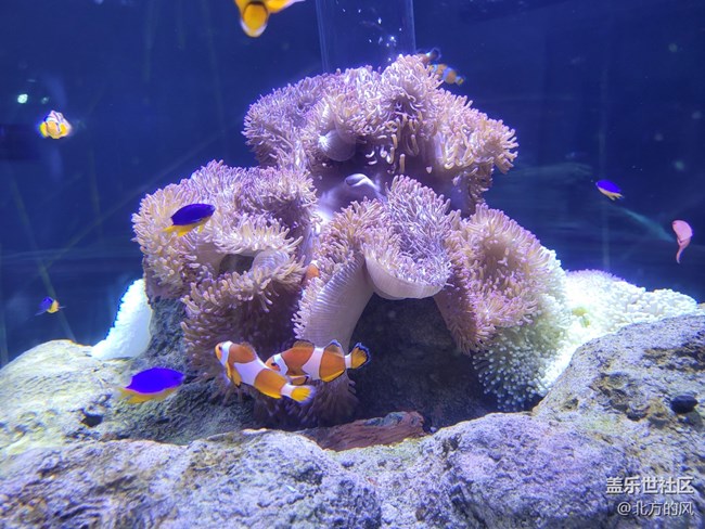 【当三星遇到海洋馆】+手机AI来了