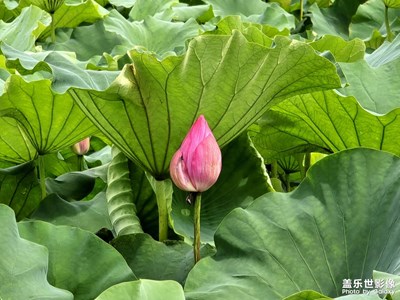 【七月风光】荷香袅袅