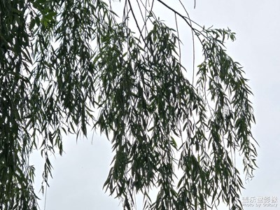 【多巴胺的夏天】+ 夏天的下午