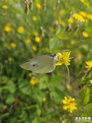 【七月风光】夏虫随拍
