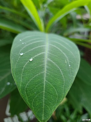 【多巴胺的夏天】雨后清新
