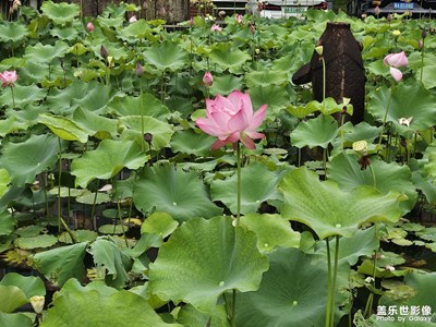 【七月风光】