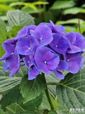 那些花