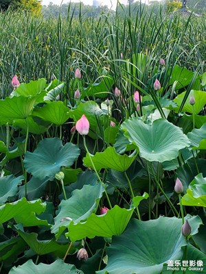 【夏日丽影】+赏荷花