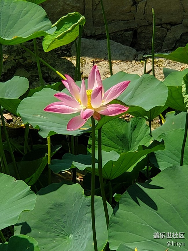 【荷叶田田】夏日赏荷天