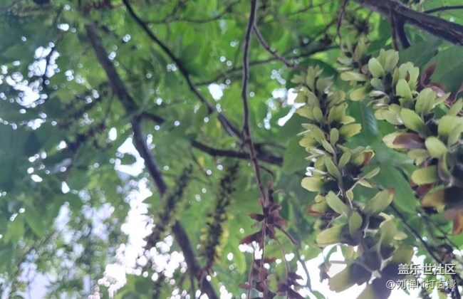 【夏天的绿色】苍蝇树