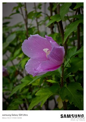 【夏日丽影】雨后拍花