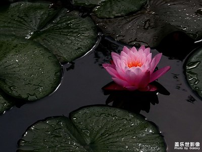 莲花
