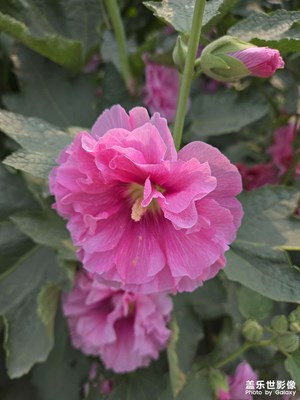 【七月风光】夏日花开