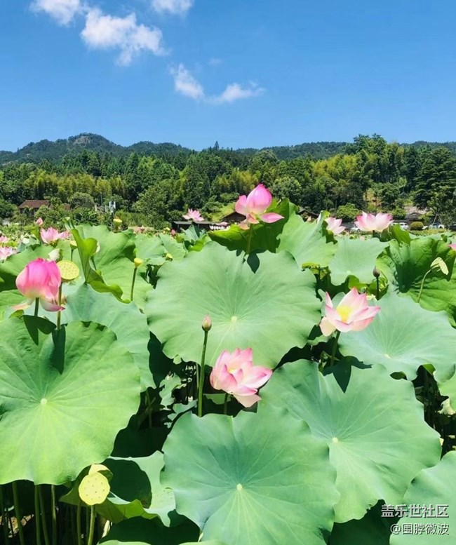 【夏日旅行】荷花园