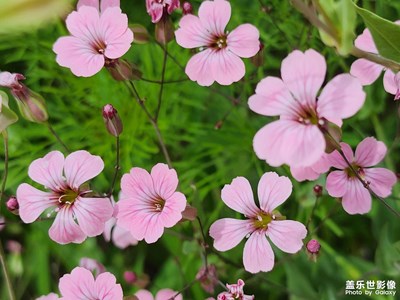 【夏日丽影】麦蓝菜的小清新（四）