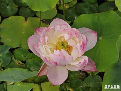 【夏日丽影】+荷