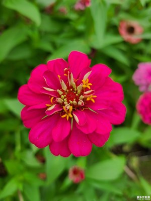【夏日丽影】小花