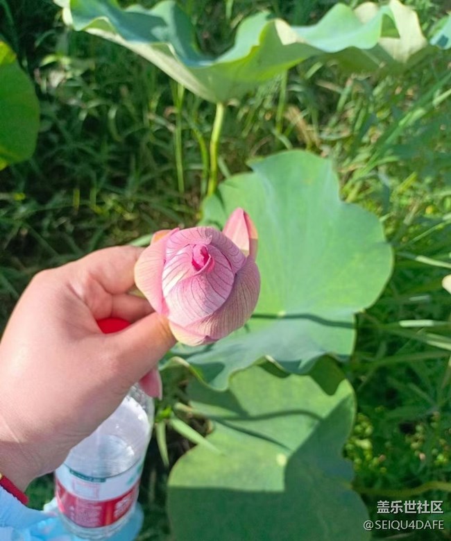 【夏天的绿色】荷花开满