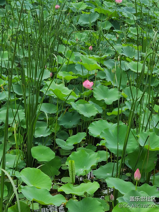 【荷叶田田】赏荷