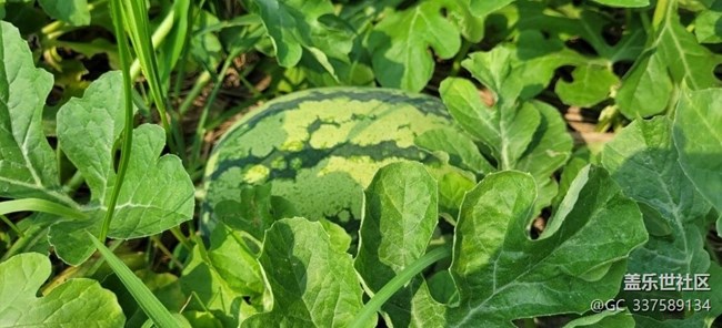 【夏天的绿色】大西瓜