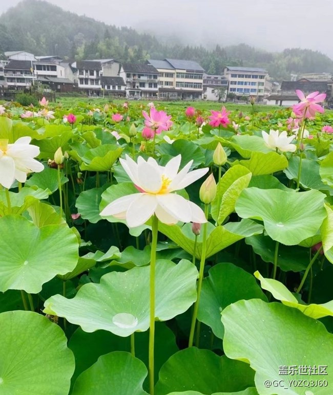 【逐溪寻野】荷花池