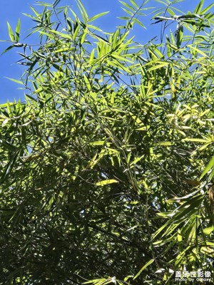 【夏日丽影】+夏日晴空