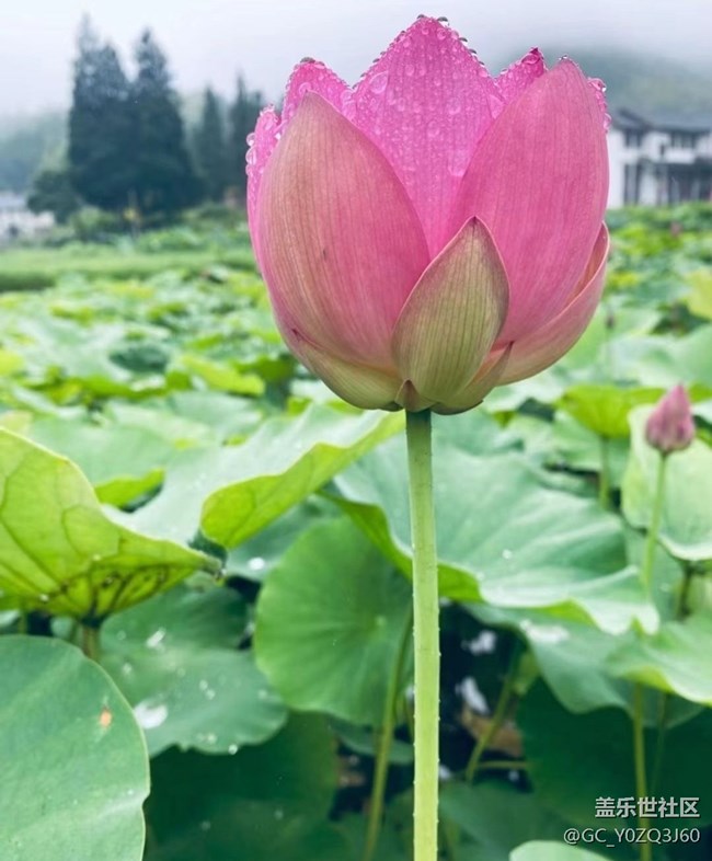 【逐溪寻野】荷花池