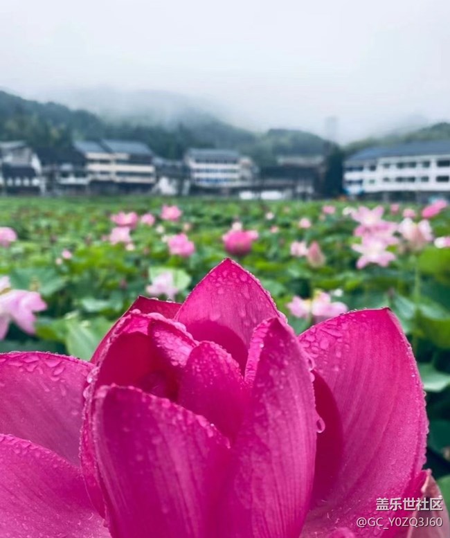 【逐溪寻野】荷花池