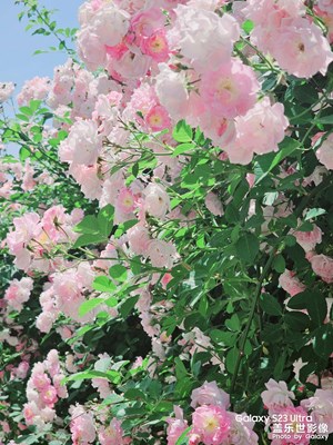 【夏日丽影】花