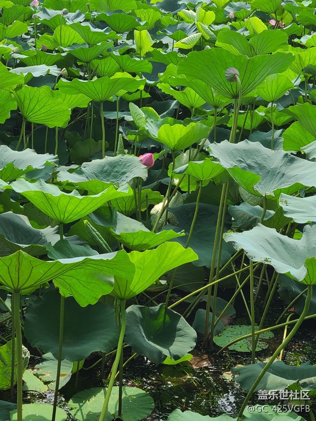 【荷叶田田】夏天荷叶