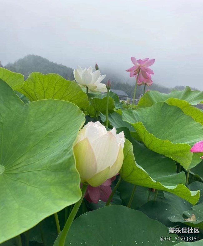 【逐溪寻野】荷花池