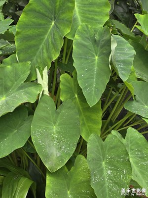 【夏日丽影】+雨后露珠