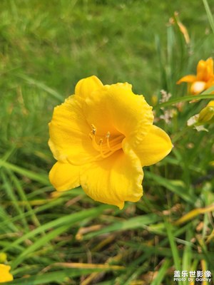 【七月风光】公园赏花