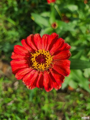 【夏日丽影】花开盛夏