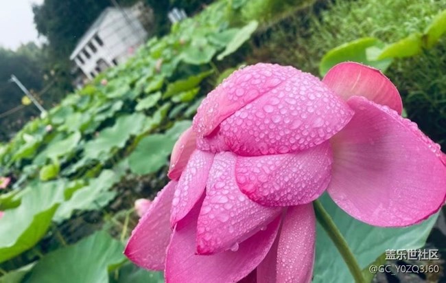 【逐溪寻野】荷花池