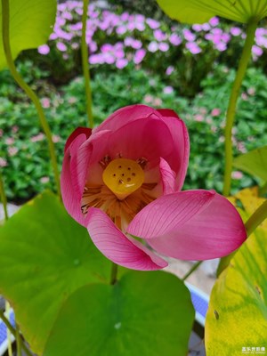 【夏日丽影】+荷花