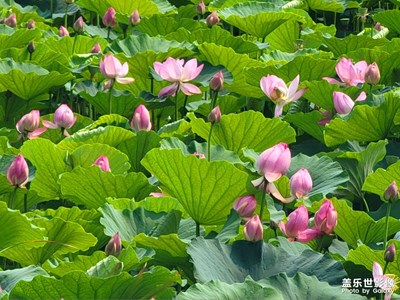 【七月风光】+荷花