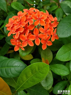 七月风光+大自然的花蕾