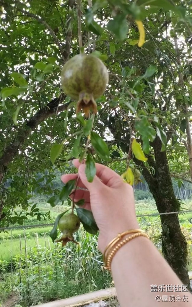 【夏天的绿色】石榴树