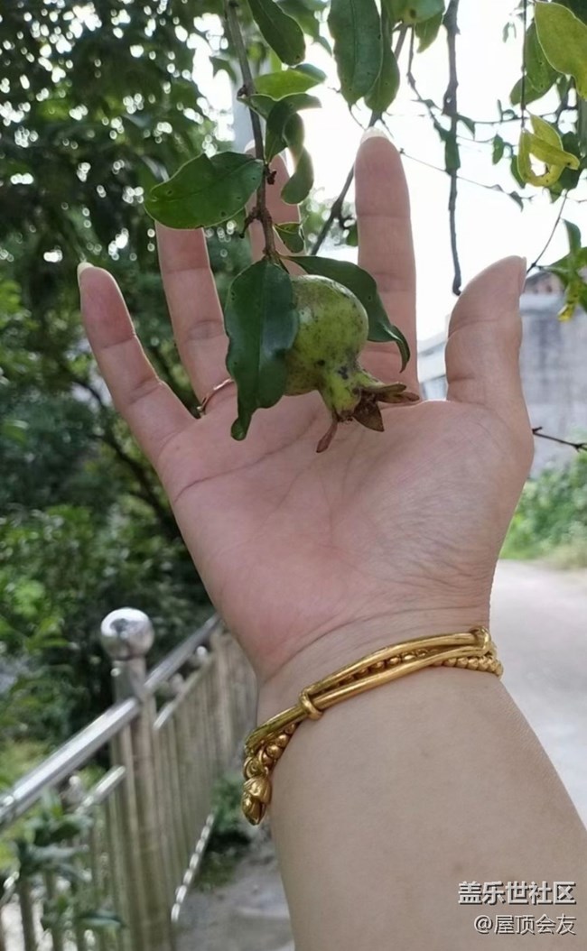 【夏天的绿色】石榴树