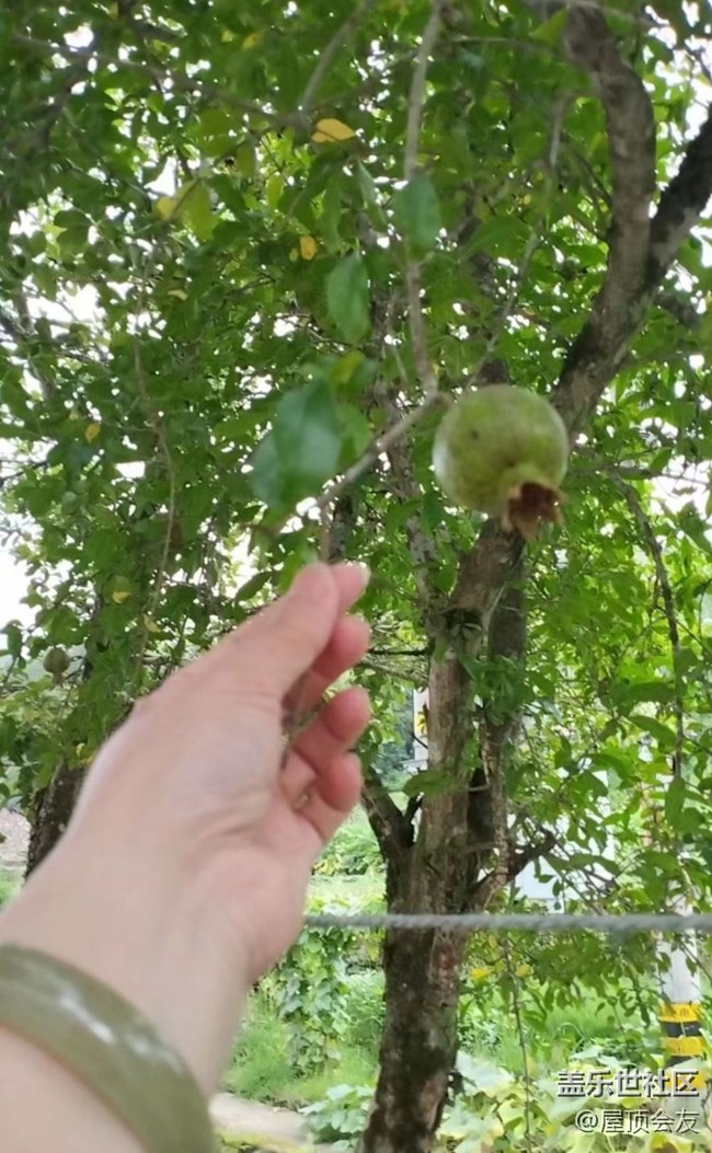 【夏天的绿色】石榴树