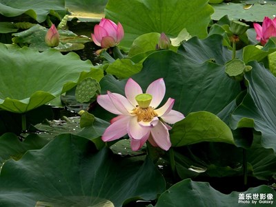 【七月风光】雨后荷塘