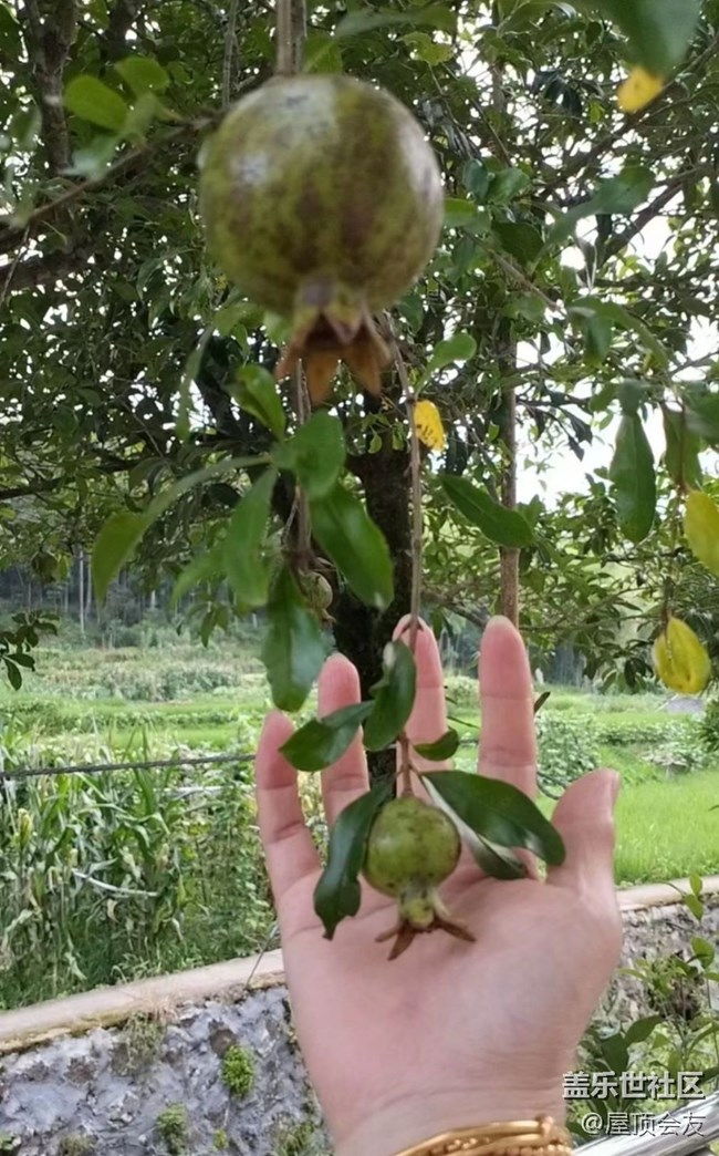 【夏天的绿色】石榴树