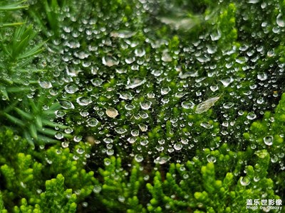 【七月风光】最美的珠链